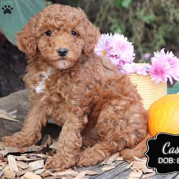 Casey, Cockapoo Puppy