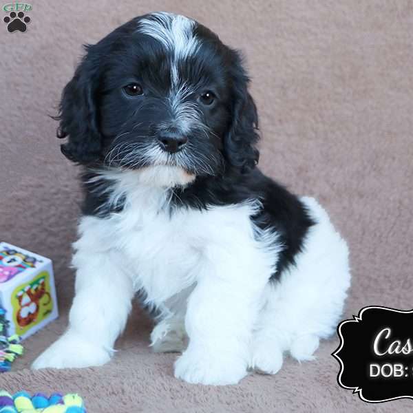 Casey, Cavapoo Puppy