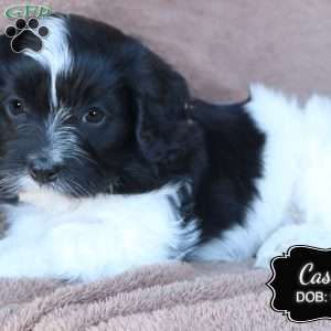 Casey, Cavapoo Puppy