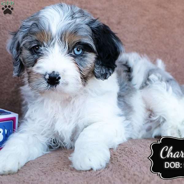 Charley, Cavapoo Puppy