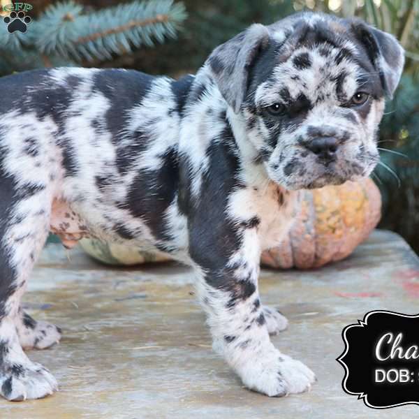 Chase, French Bulldog Mix Puppy