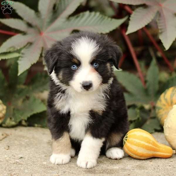 Chester, Miniature Australian Shepherd Puppy