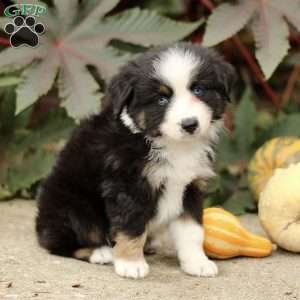 Chester, Miniature Australian Shepherd Puppy