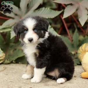 Chester, Miniature Australian Shepherd Puppy