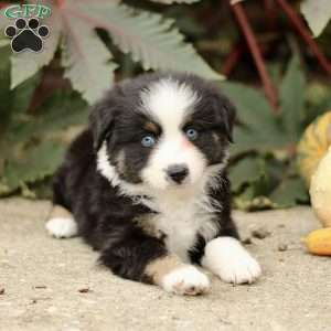 Chester, Miniature Australian Shepherd Puppy