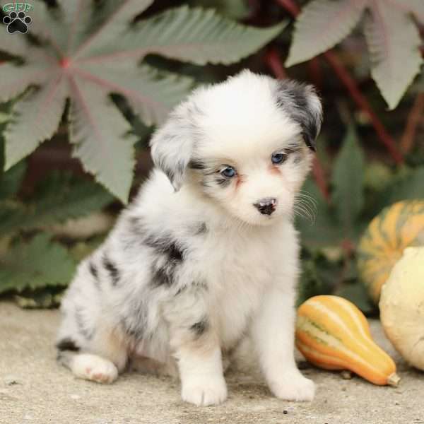 Chet, Miniature Australian Shepherd Puppy