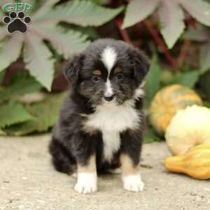 Chic, Miniature Australian Shepherd Puppy