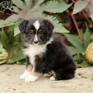 Chic, Miniature Australian Shepherd Puppy