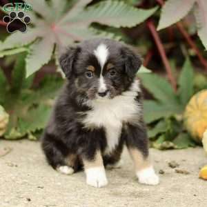 Chic, Miniature Australian Shepherd Puppy