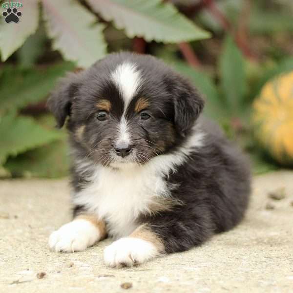 Chic, Miniature Australian Shepherd Puppy