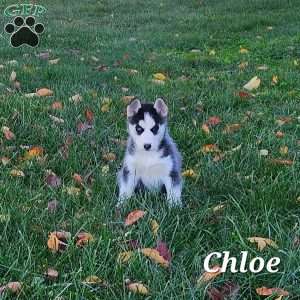 Chloe, Siberian Husky Puppy