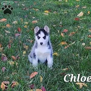 Chloe, Siberian Husky Puppy