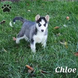 Chloe, Siberian Husky Puppy