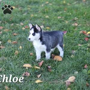 Chloe, Siberian Husky Puppy