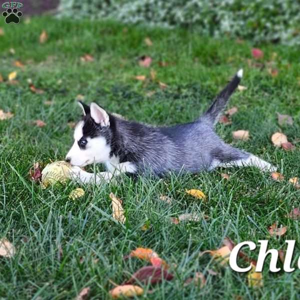 Chloe, Siberian Husky Puppy