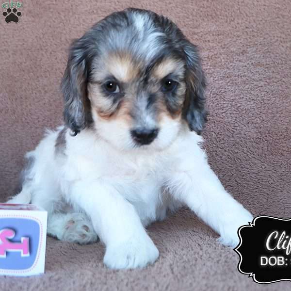 Cliff, Cavapoo Puppy