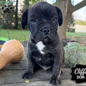 Clifford, French Bulldog Mix Puppy