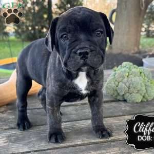 Clifford, French Bulldog Mix Puppy