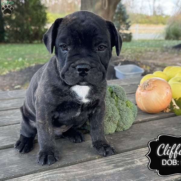 Clifford, French Bulldog Mix Puppy