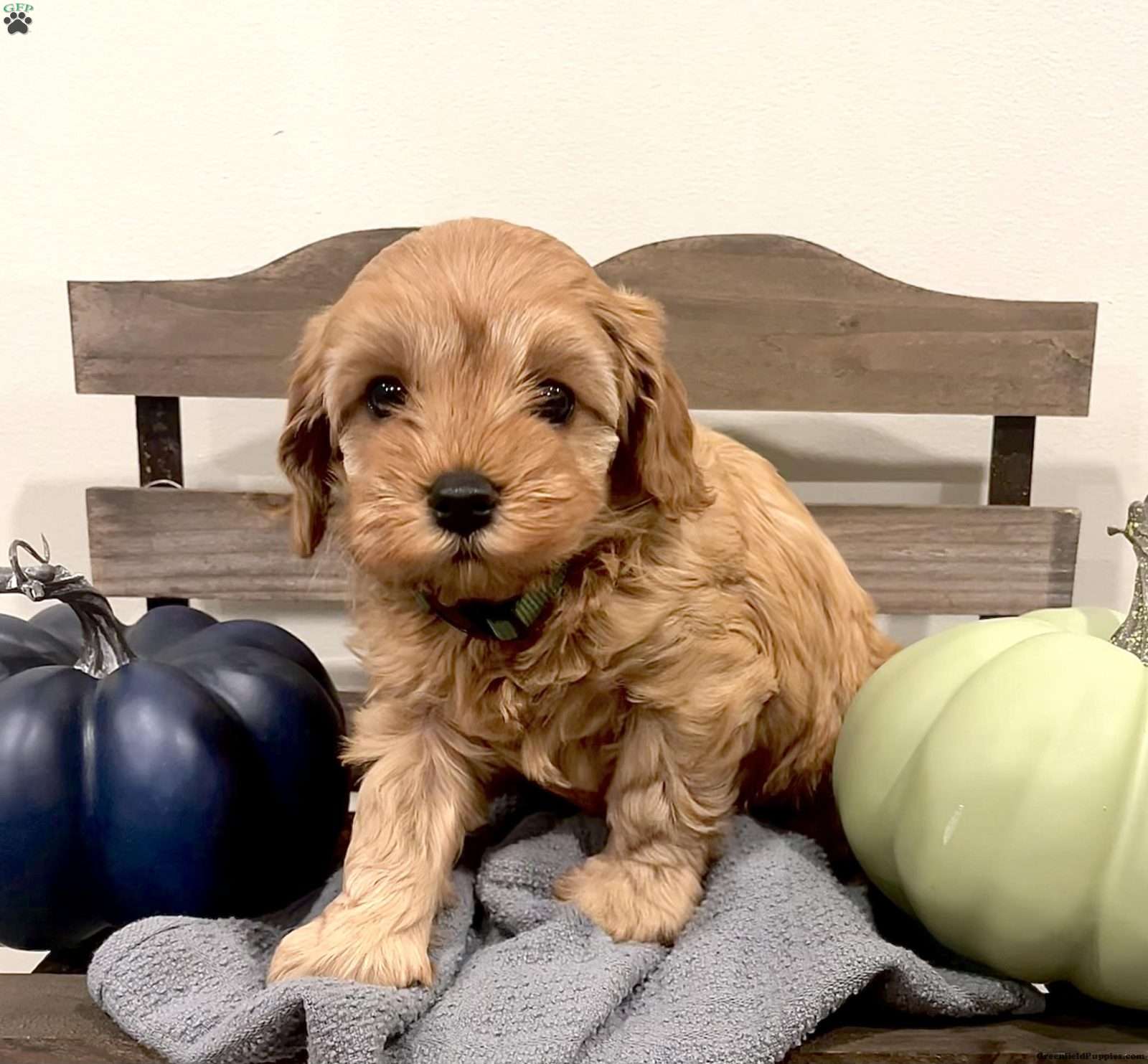 Clove Cavapoo Puppy For Sale in Pennsylvania