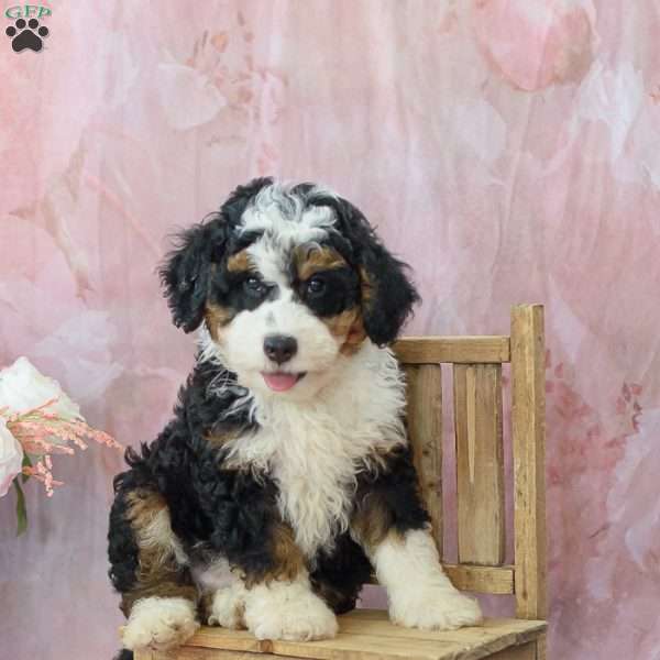 Clyde, Mini Bernedoodle Puppy