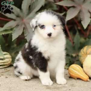 Coby, Miniature Australian Shepherd Puppy