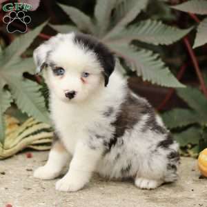 Coby, Miniature Australian Shepherd Puppy