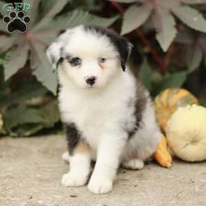 Coby, Miniature Australian Shepherd Puppy