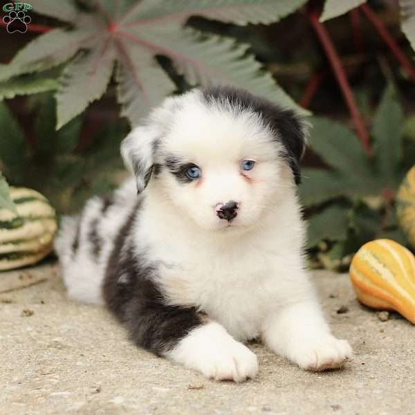 Coby, Miniature Australian Shepherd Puppy