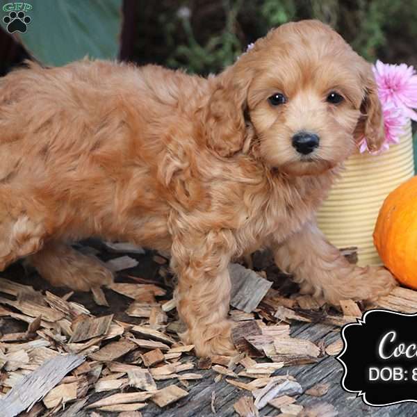 Cocoa, Cockapoo Puppy