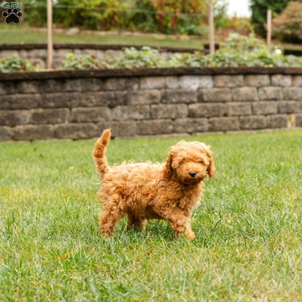 Charlotte, Cockapoo Puppy