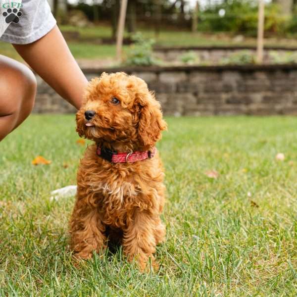 Ginger, Cockapoo Puppy