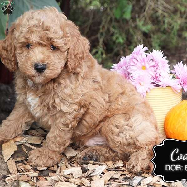 Cody, Cockapoo Puppy