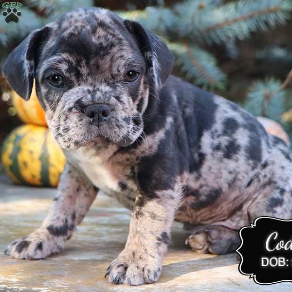 Cody, French Bulldog Mix Puppy