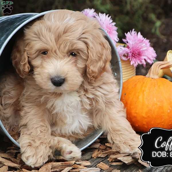 Coffee, Cockapoo Puppy