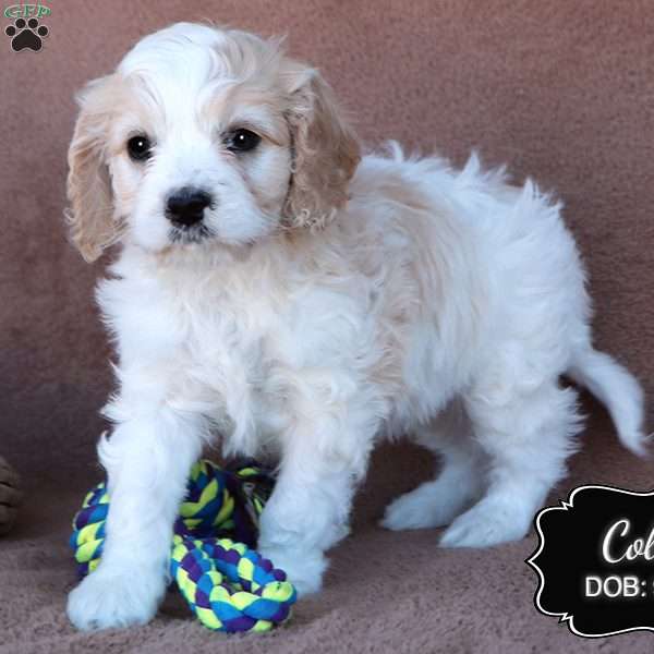 Cole, Cavapoo Puppy