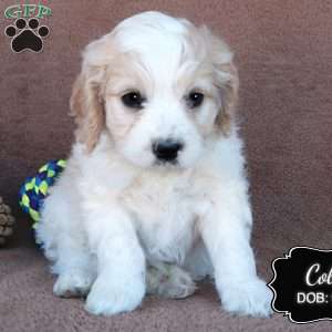 Cole, Cavapoo Puppy