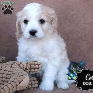 Cole, Cavapoo Puppy