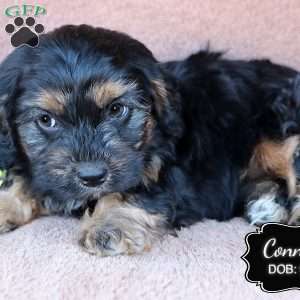 Connor, Cavapoo Puppy