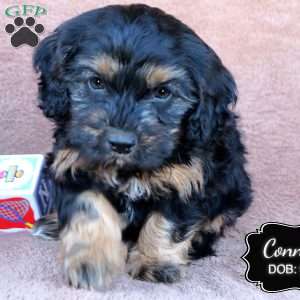 Connor, Cavapoo Puppy