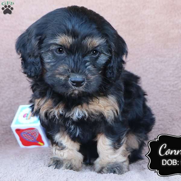 Connor, Cavapoo Puppy