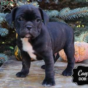 Cooper, French Bulldog Mix Puppy