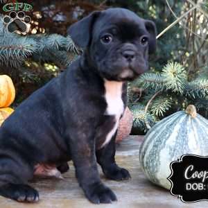 Cooper, French Bulldog Mix Puppy