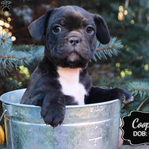 Cooper, French Bulldog Mix Puppy