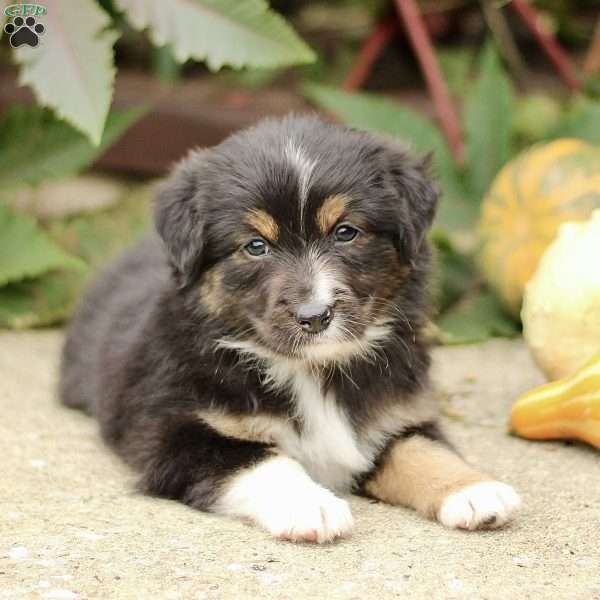 Cora, Miniature Australian Shepherd Puppy