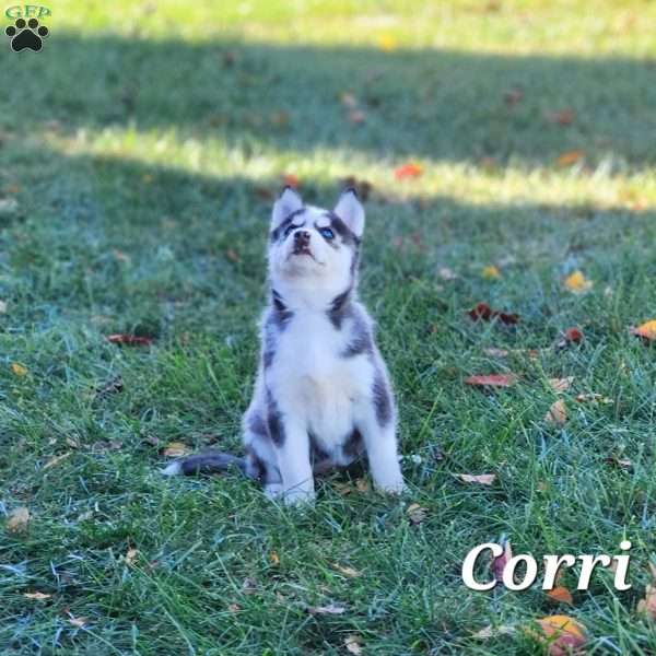 Corri, Siberian Husky Puppy