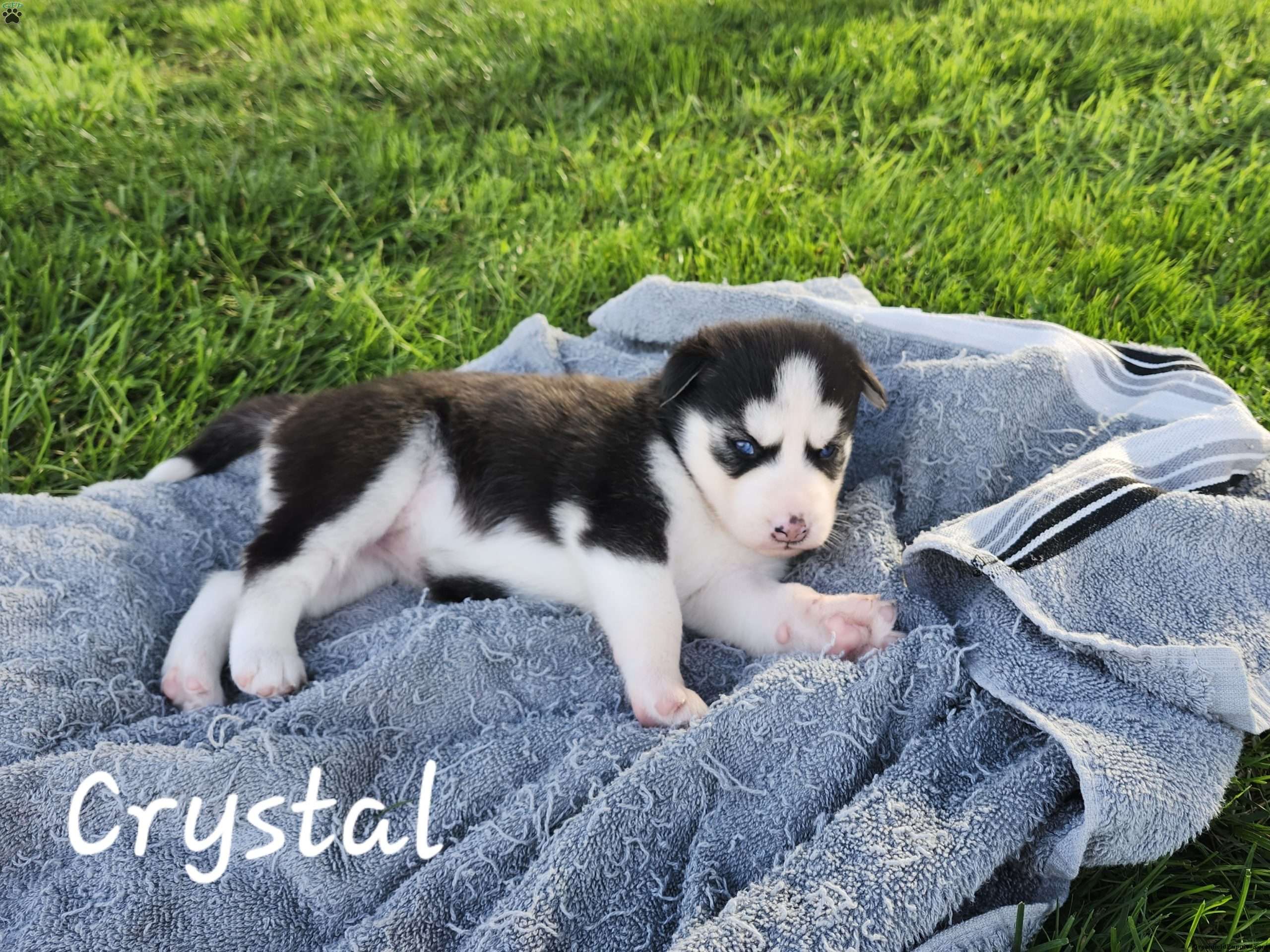 Crystal Siberian Husky Puppy For Sale in Pennsylvania