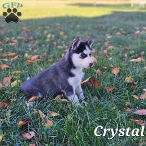 Crystal, Siberian Husky Puppy