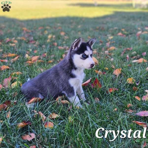 Crystal, Siberian Husky Puppy