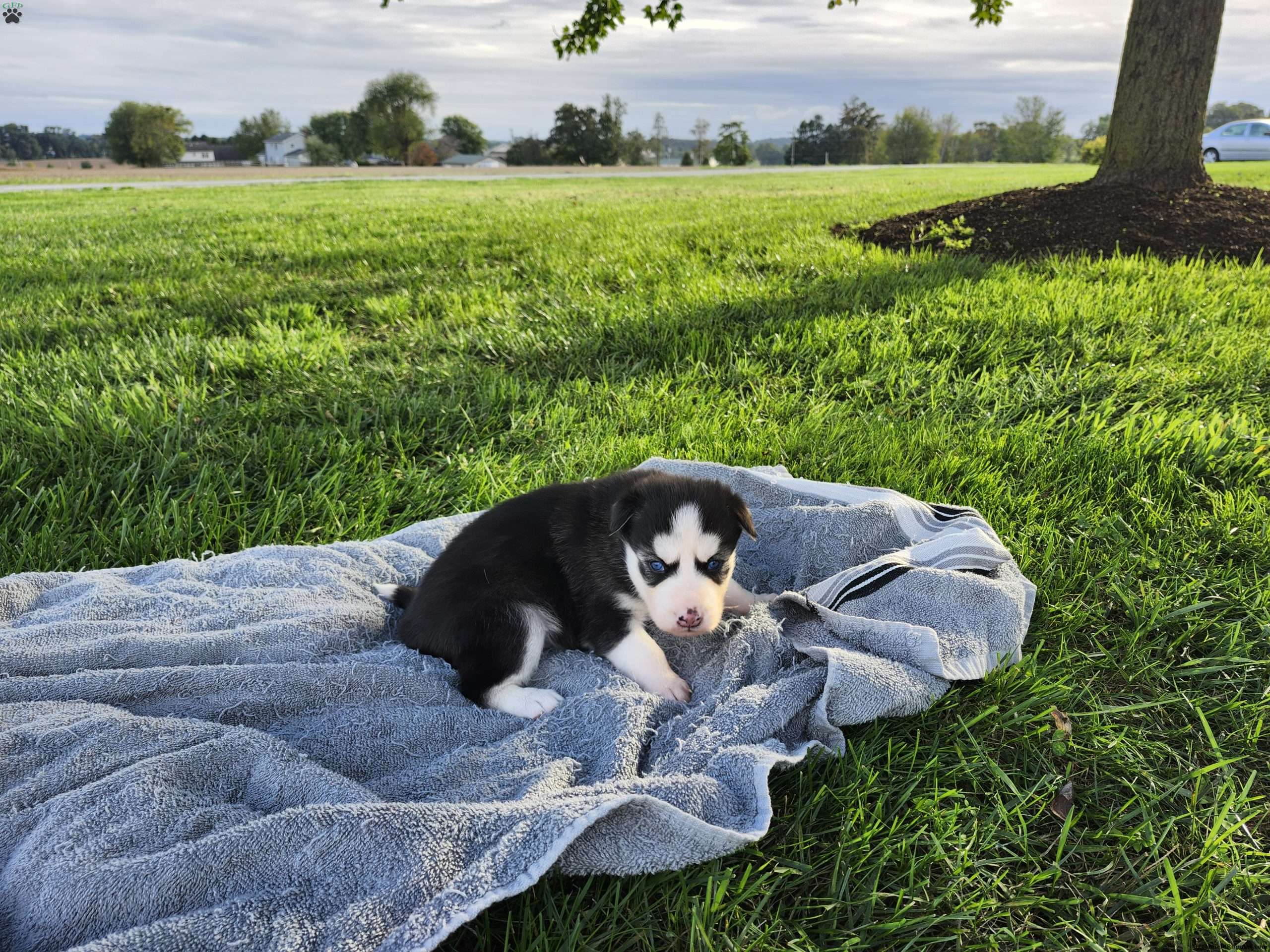 Crystal Siberian Husky Puppy For Sale in Pennsylvania